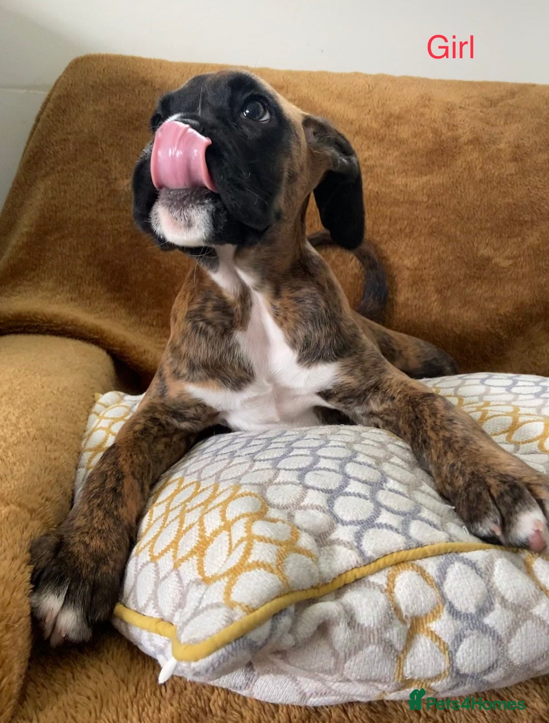 Boxer dogs for sale: KC Registered Boxer puppies  - Image 17