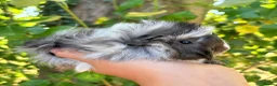 Guinea Pig rodents for sale: LOTS !!! very loving baby boy guinea pigs 🩵 - Advert 6