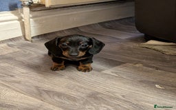 Miniature Dachshund dogs for sale: Beautiful Miniature Dachshunds Puppies - Image 6