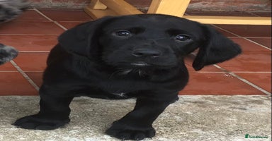 Cockerdor dogs - Advert 13