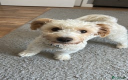 Mixed Breed dogs for sale: Right home needed  - Image 1