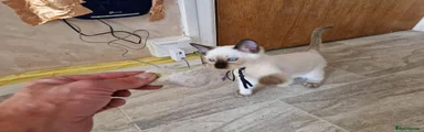 Siamese 3