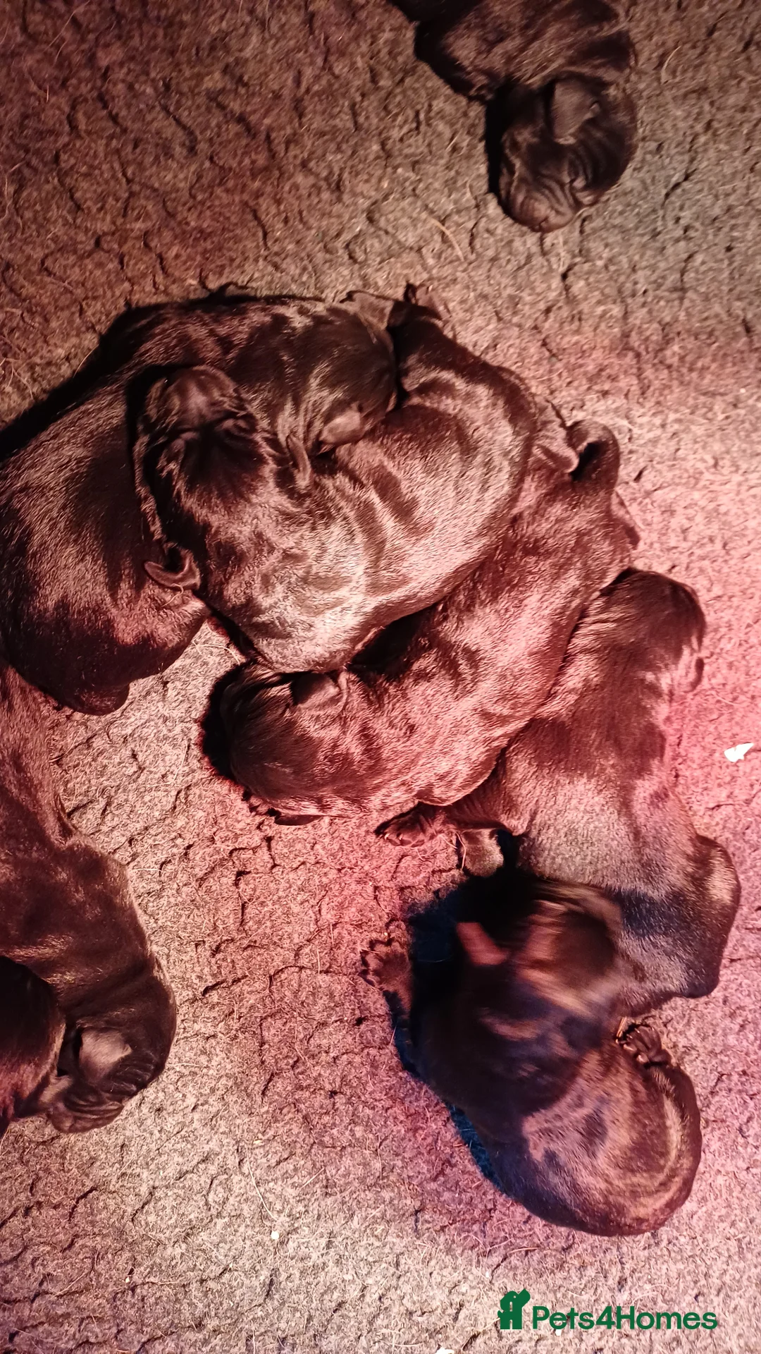 Labrador Retriever dogs for sale: QUALITY BLACK LABRADOR PUPPIES  - Advert 2