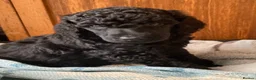 Standard Poodle dogs for sale: Reservation List Open. Standard Poodle Puppies - Advert 16