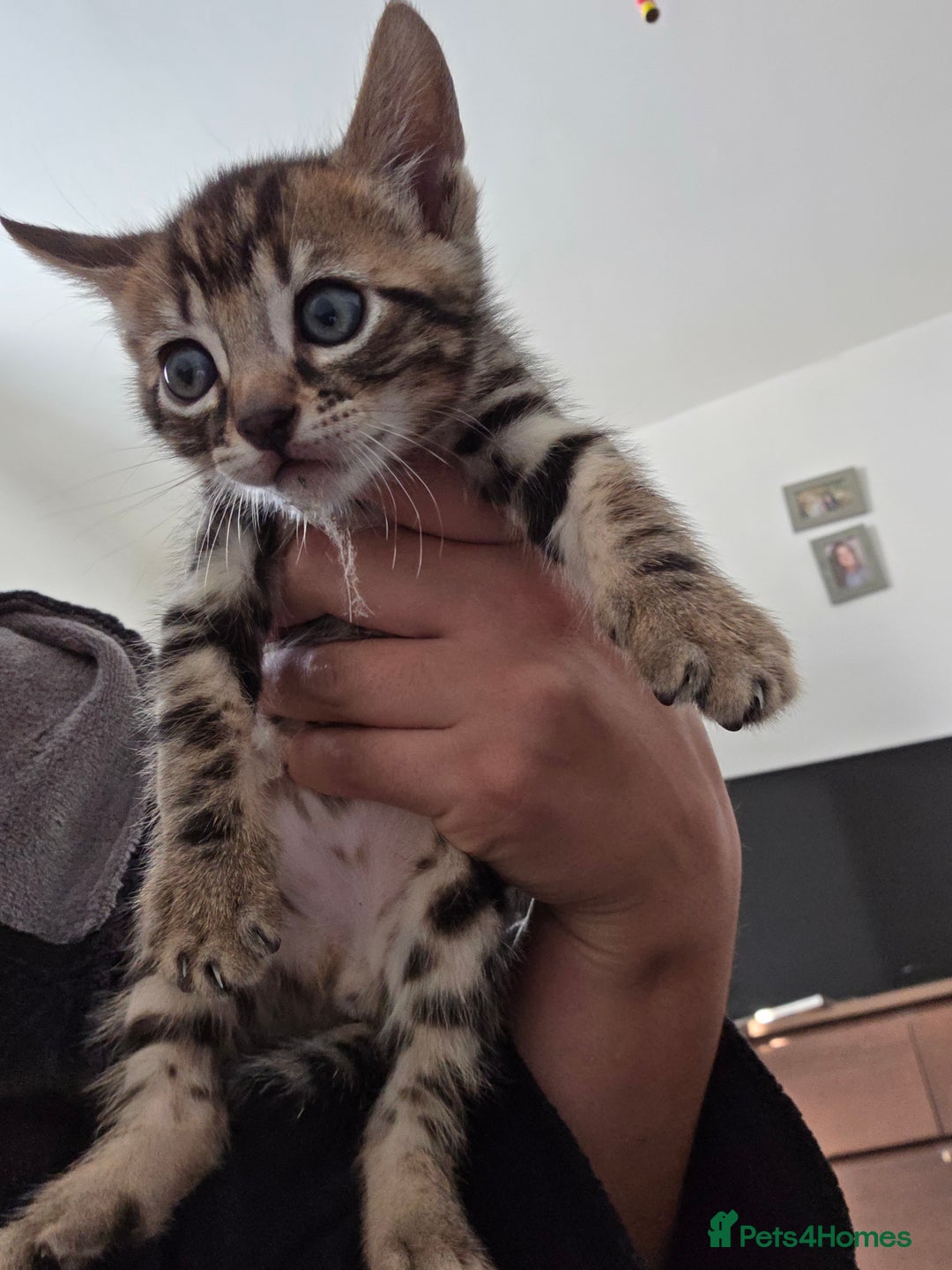 Bengal cats for sale: Mixed Tabby x Bengal Kittens – 2 Males Left 🐾 - Image 4