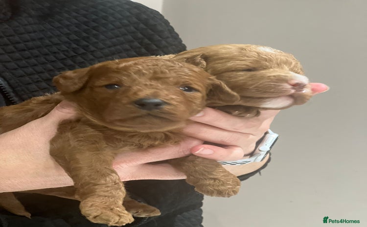 Labradoodle dogs - Advert 7