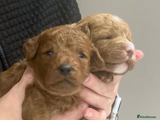 Labradoodle dogs Labradoodles for sale - Advert 9