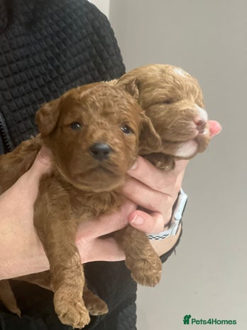 Labradoodle dogs - Advert 7