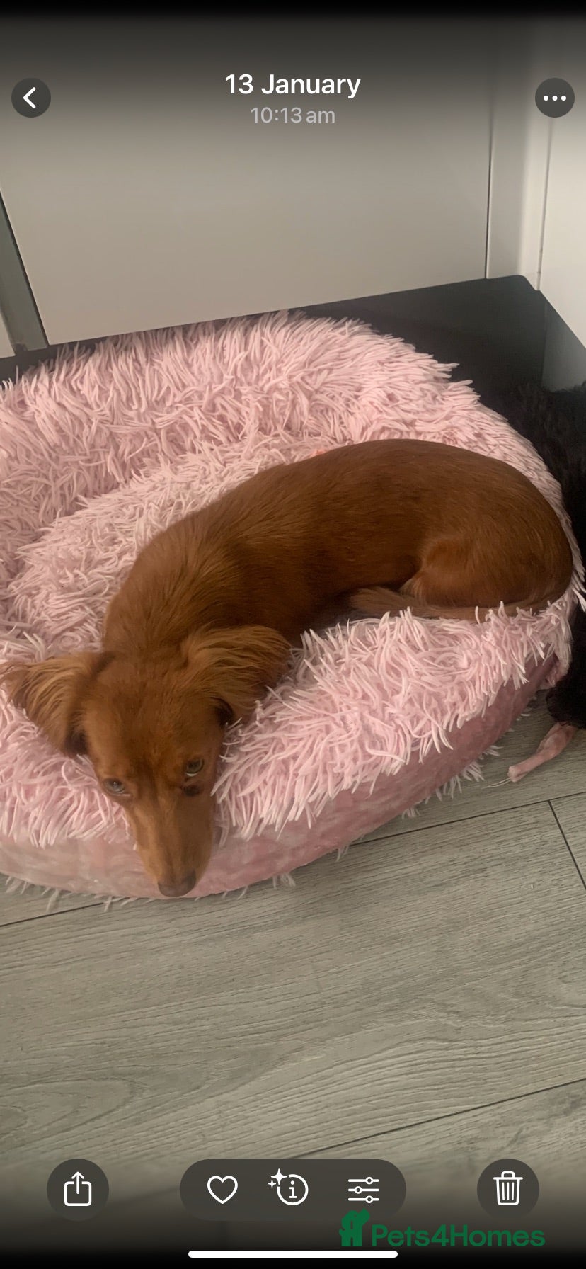Dachshund dogs Minature long haired dapple dachshund  - Advert 1