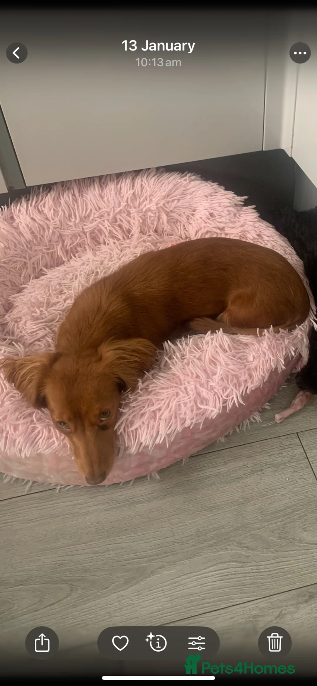 Dachshund dogs for sale: Minature long haired dapple dachshund  - Advert 1