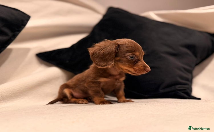 Miniature Dachshund dogs - Advert 3