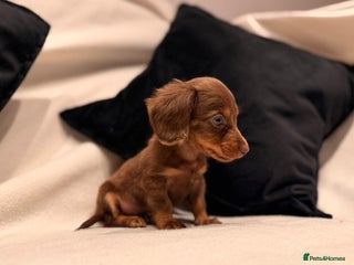 Miniature Dachshund dogs for sale - Advert 1