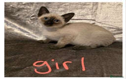 Siamese cats for sale: Traditional Siamese Kittens  - Image 10