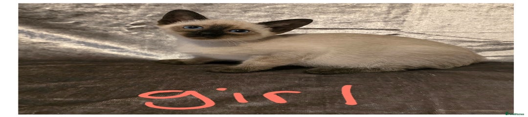 Siamese Kitten 7