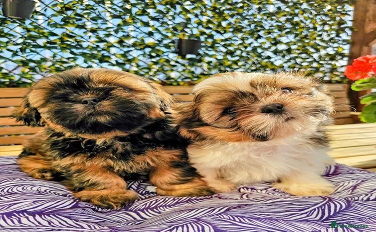 Shih Tzu dogs - Advert 1