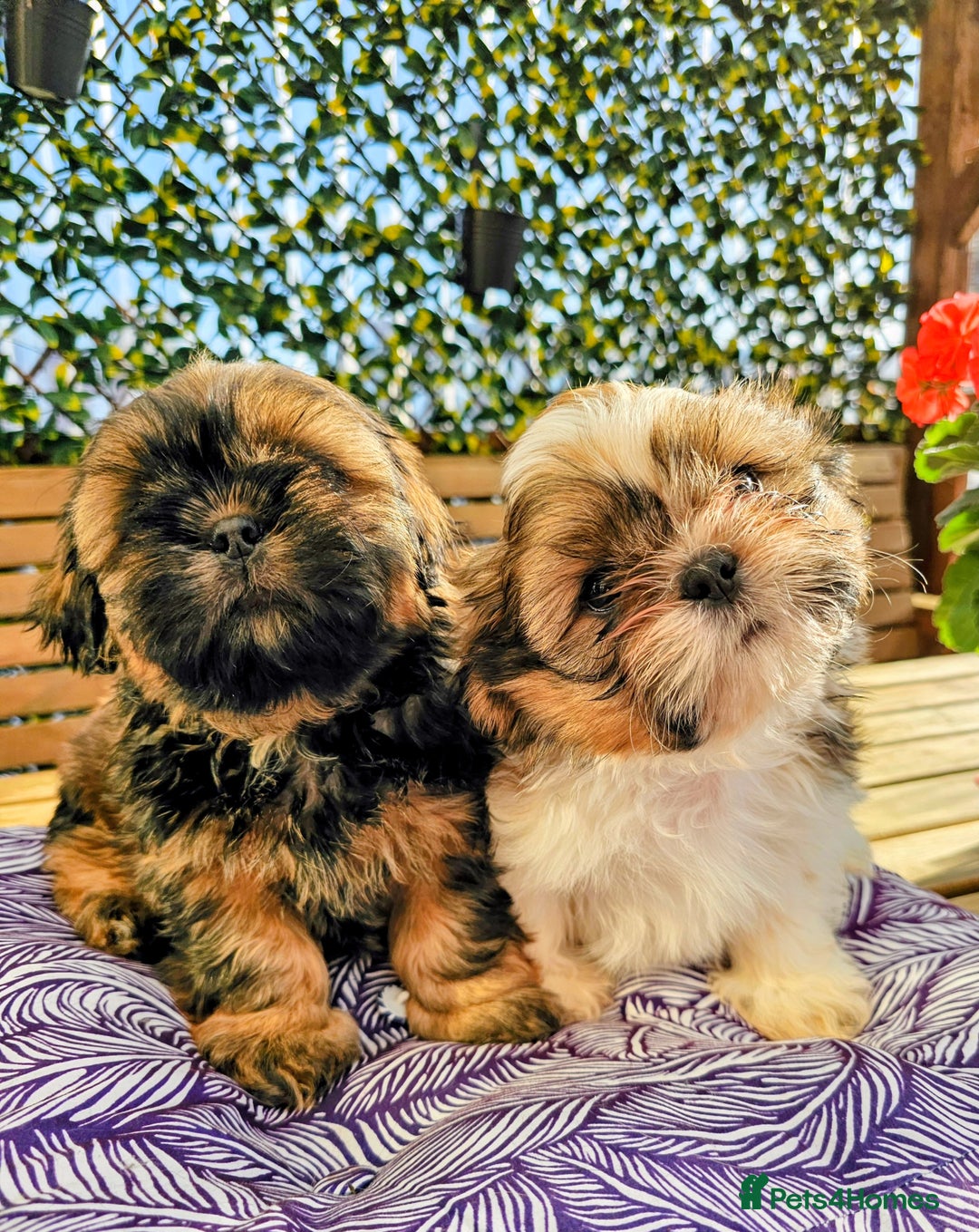 Shih Tzu dogs for sale: 🐶 Shih Tzu Puppies READY NOW– Licensed Breeder  - Image 1