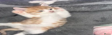Ragdoll 5