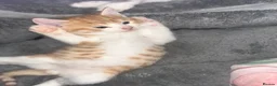 Ragdoll cats for sale: Six ragdoll cross kittens  in Rotherham - Advert 11
