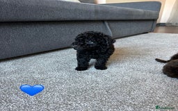 Cavapoo dogs for sale: 1 girl left 💕 f1b cavapoos ready now 🏡 - Image 19