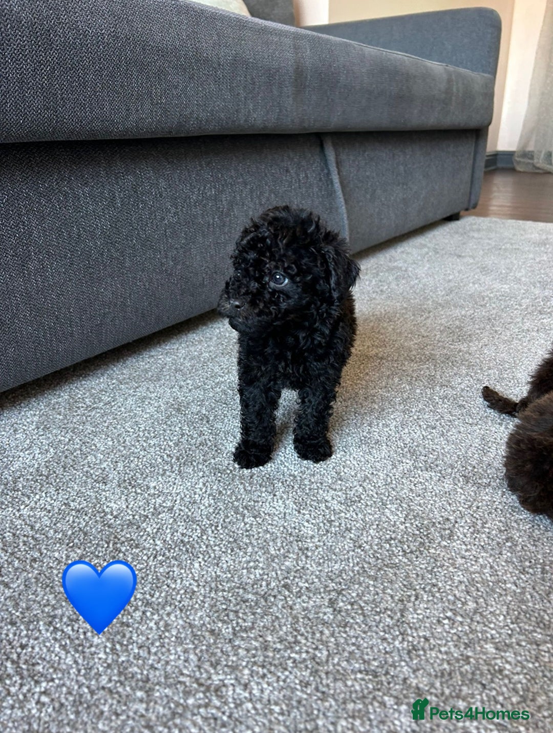 Cavapoo dogs for sale: 1 girl left 💕 f1b cavapoos ready now 🏡 - Image 19