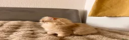 British Longhair cats for sale: Adorable GCCF British LH & SH Kittens - Advert 28