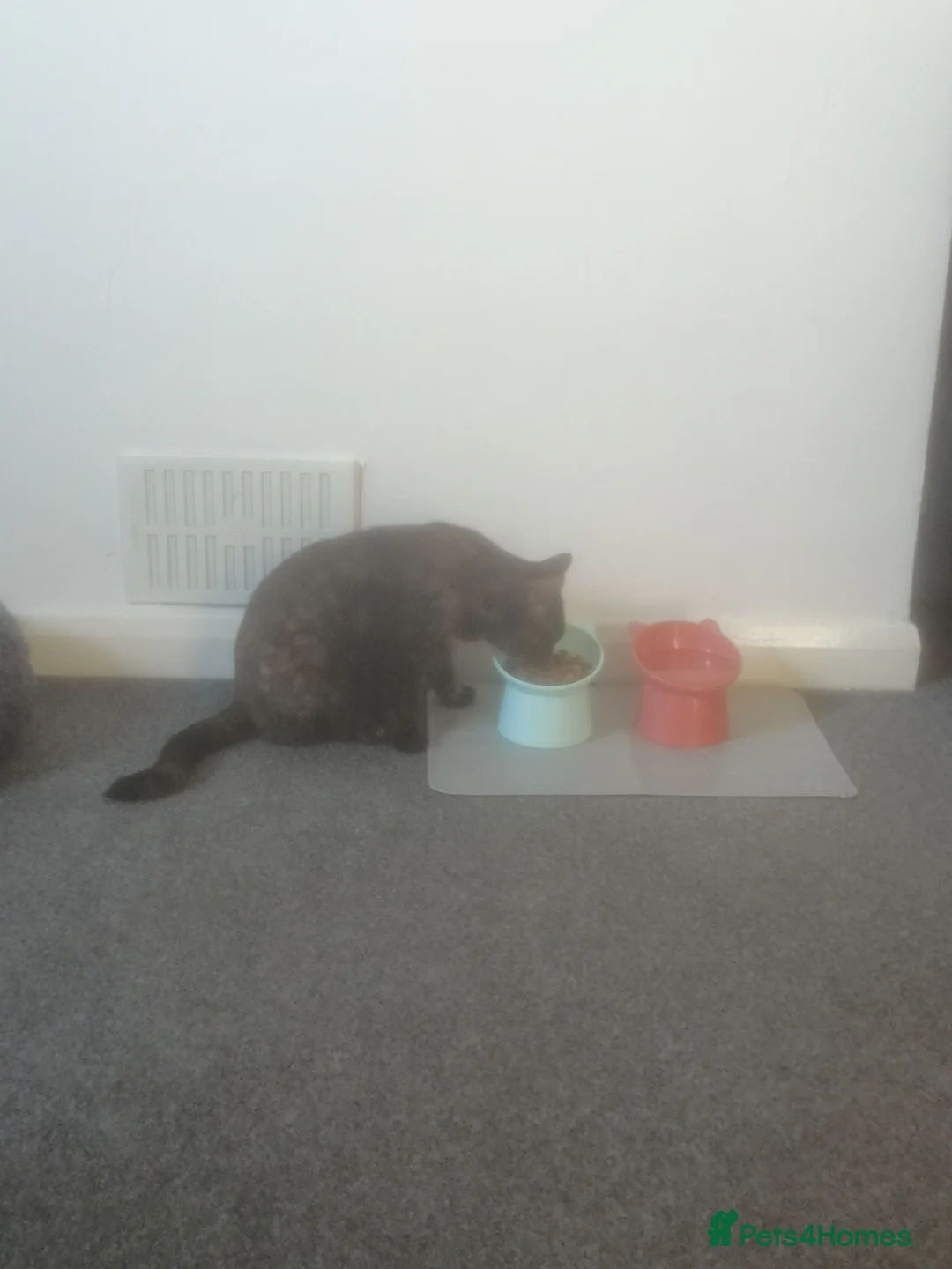 Mixed Breed cats for sale: Cat for sale in Sunderland - Advert 4