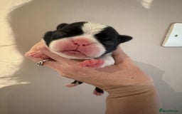Boston Terrier dogs for sale: Stunning litter Kc reg Boston terriers  - Image 11