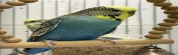 Budgerigars birds for sale: Bonded Pair of Budgies  - Advert 2