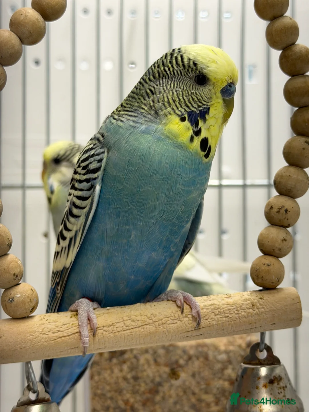 Budgerigars birds for sale: Bonded Pair of Budgies  - Advert 2