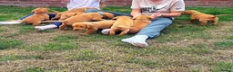 Labrador Retriever dogs for sale: Beautiful fox red Labrador litter  - Advert 7