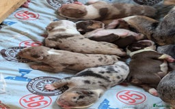 English Bulldog dogs for sale: 🐾 Adorable English Bulldog Puppies Ready! 🐾 - Image 8