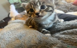 Mixed Breed cats for sale: Mixed breed kittens for sale  - Image 9