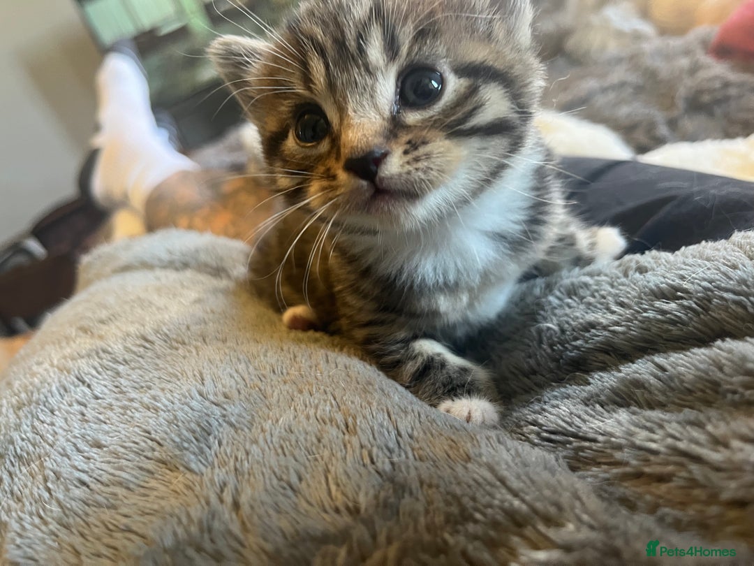 Mixed Breed cats for sale: Mixed breed kittens for sale  - Image 9