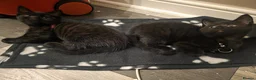 Mixed Breed cats for sale: Maine coon x Scottish fold  - Advert 8