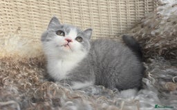 British Shorthair cats for sale: Stunning British Shorthair Kittens  - Image 8