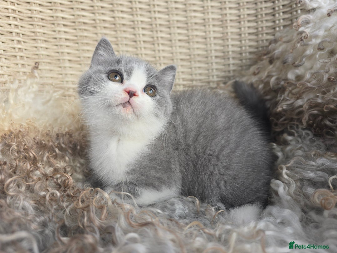British Shorthair cats for sale: Stunning British Shorthair Kittens  - Image 8
