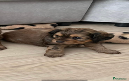 Cockapoo dogs for stud: Mr Bailey  - Image 6