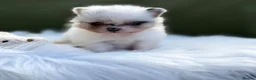 Pomeranian dogs for sale: BEAUTIFUL TEDDY FACE POMERANIAN PUPPIES KC ❤️✨ - Advert 24