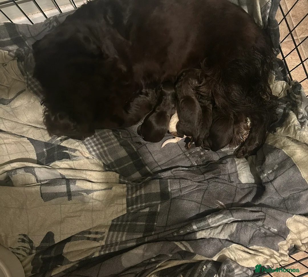 Cocker Spaniel dogs for sale: Working cocker spaniel pups - Advert 17