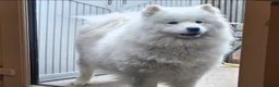 Samoyed dogs for sale: KC registered Pure Bred Samoyed Puppies - Advert 1