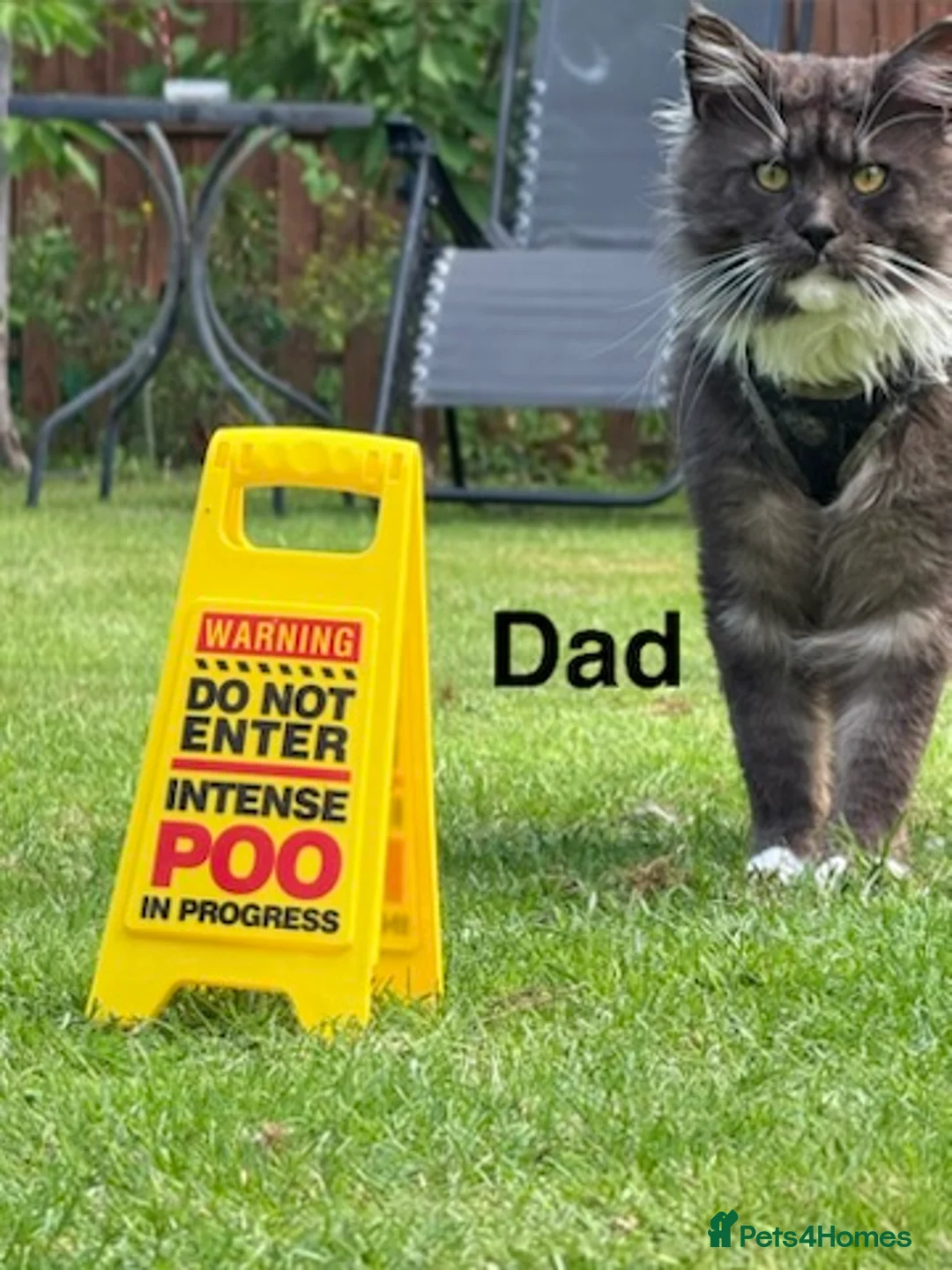 Maine Coon cats for sale: Stunning Pedigree Maine Coon Kittens for Sale - Advert 10