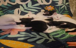 British Shorthair cats for sale: kittens - Image 12