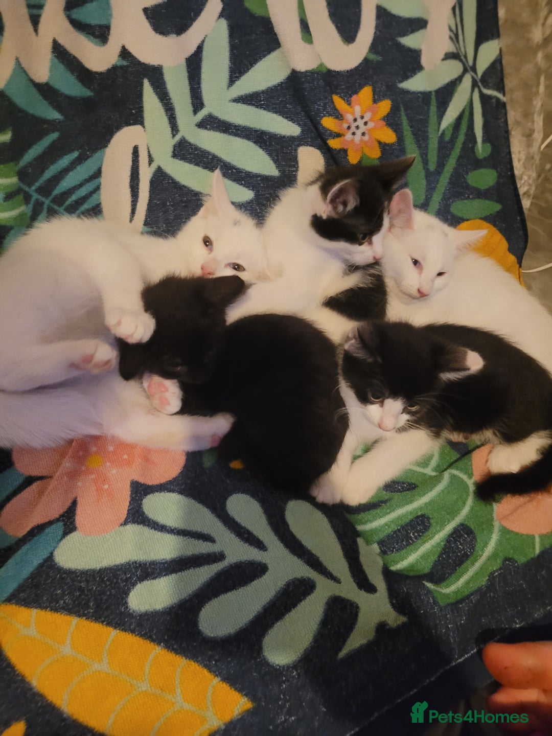 British Shorthair cats for sale: kittens - Image 12