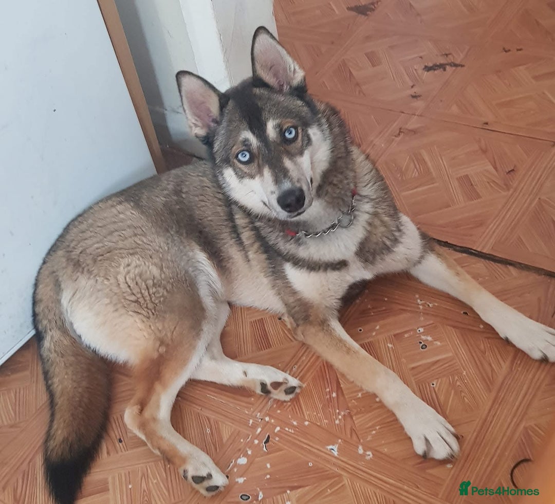 Mixed Breed dogs for sale: Labsky puppy’s  - Advert 1