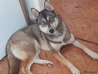 Mixed Breed dogs Labsky puppy’s - Advert 3