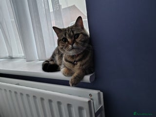 Mixed Breed cats - Advert 36