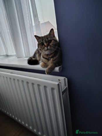 Mixed Breed cats - Advert 6