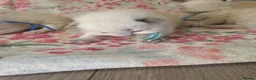 Ragdoll cats for sale: 💖 Beautiful Ragdoll kittens for Sale 💖 - Advert 36