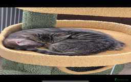 Mixed Breed cats for sale: Mixed breed tabby  - Image 3