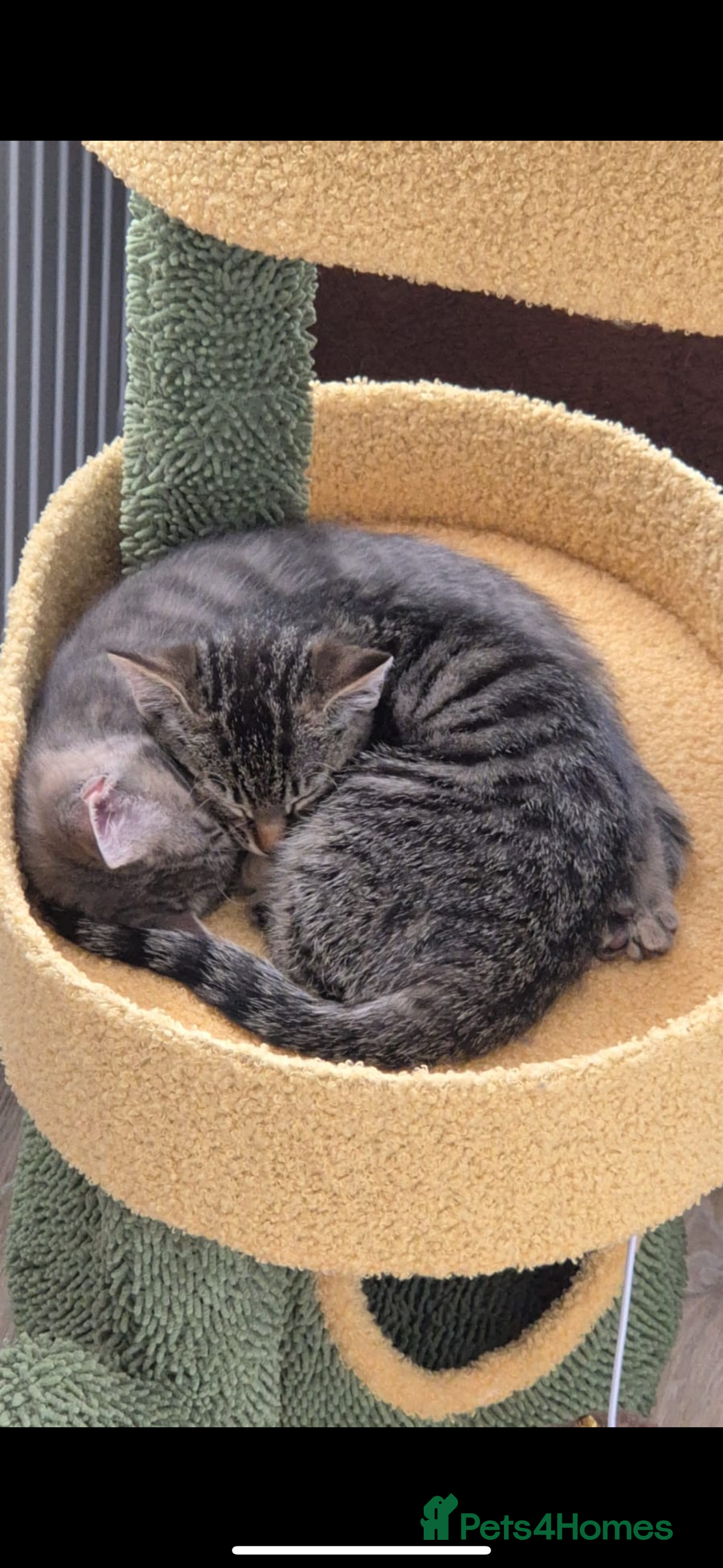 Mixed Breed cats for sale: Mixed breed tabby  - Image 3